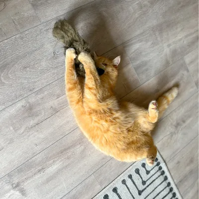 Red cat playing on wooden floor with a fur-like toy.