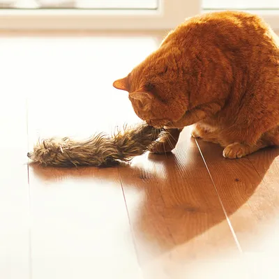 Oranssi kissa leikkii lattialla ruskealla, karvaisella kissan lelulla. Lelu muistuttaa häntää ja on kissan tassujen välissä.