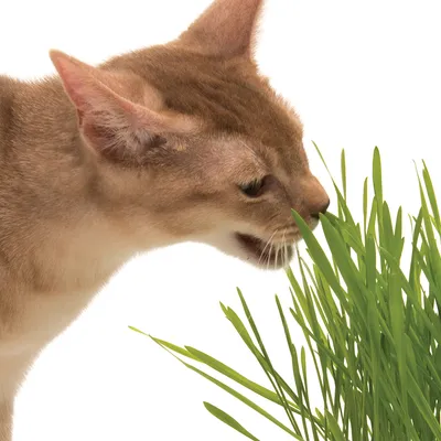 Brown cat eating fresh cat grass, close-up.