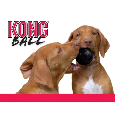 KONG Ball. Zwei Hunde spielen mit einem schwarzen KONG-Ball, Markenname sichtbar.