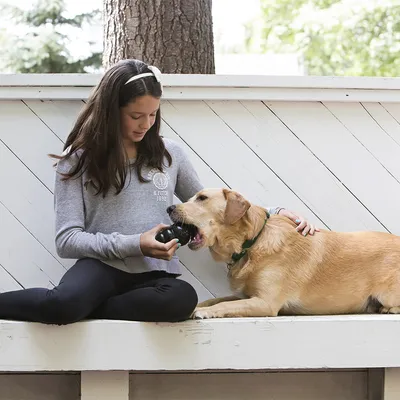 Dog playing with a black toy held by a person.