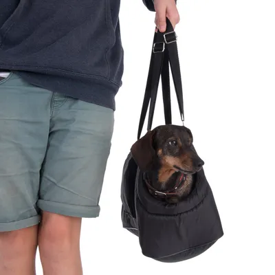 Petit chien à poil court dans un sac de transport noir porté à la main par une personne en short vert et sweat bleu. Sac avec anses réglables, ouverture pour la tête du chien.
