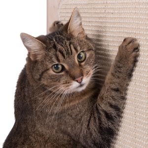 Griffoir Pour Chat En Carton Alvéolé - Pliable, Avec Clochette - 24x24x10 Cm Déplié - Pour Jeu Et Entretien Des Griffes