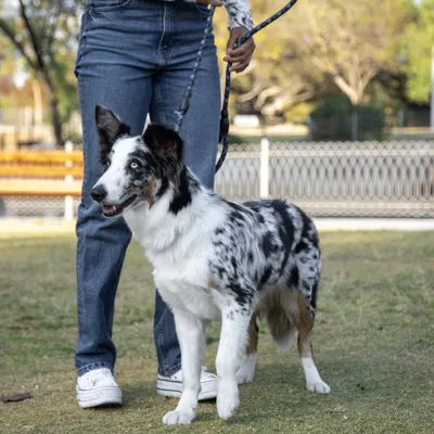 Hund an einer Leine wird von einer Person im Park geführt. Die Leine ist sichtbar in der Hand gehalten.