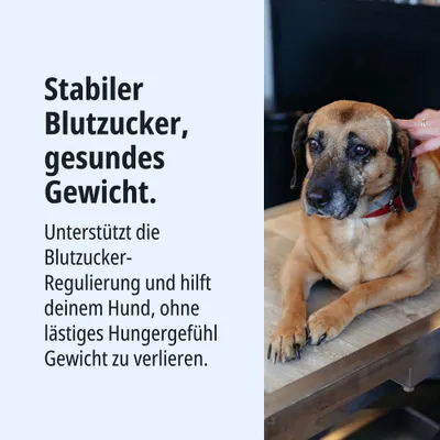Stabiler Blutzucker, gesundes Gewicht. Unterstützt die Blutzucker-Regulierung und hilft deinem Hund, ohne lästiges Hungergefühl Gewicht zu verlieren. Stabiler Blutzucker, gesundes Gewicht. Unterstützt die Blutzucker-Regulierung und hilft deinem Hund, ohne lästiges Hungergefühl Gewicht zu verlieren.