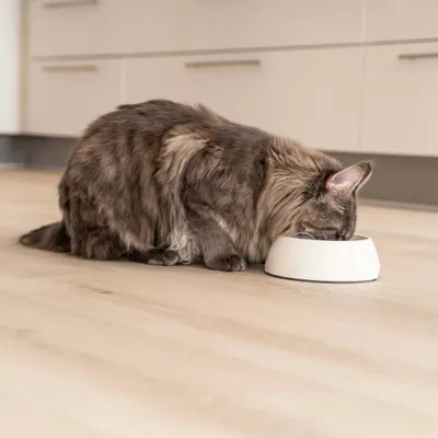 Langharige kat eet uit een witte voerbak op een lichte houten vloer in een keuken. Langharige kat eet uit een witte voerbak op een lichte houten vloer in een keuken.