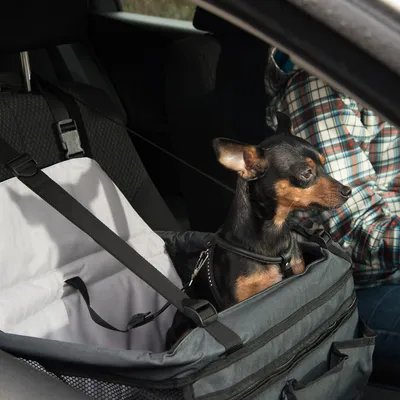 Hond in een grijze autozitbox met veiligheidsgordels, geschikt voor transport in de auto. Zitbox geïnstalleerd op de passagiersstoel.