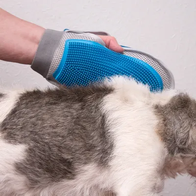 Handschuh mit blauen Noppen wird verwendet, um das Fell eines Hundes zu bürsten und lose Haare zu entfernen.