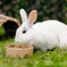 Burgess Excel Adult Rabbit Nuggets with Oregano