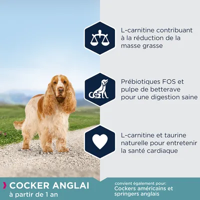 Cocker anglais à partir de 1 an. L-carnitine pour réduire la masse grasse, prébiotiques FOS et pulpe de betterave pour digestion saine, L-carnitine et taurine pour santé cardiaque.