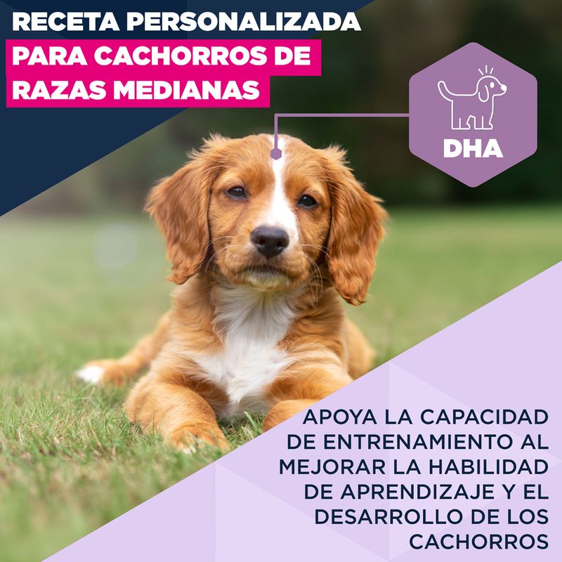 Eukanuba Premium Nutrition Puppy Medium Breed pollo
