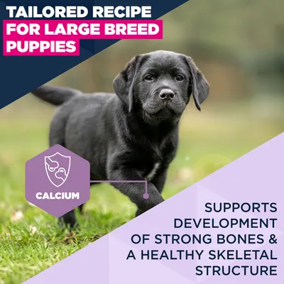 Eukanuba Premium Nutrition Puppy Large & Giant Breed kana