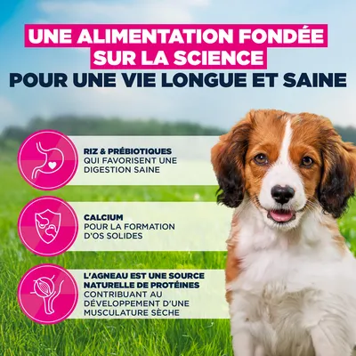 Eukanuba Premium Nutrition Puppy Small et Medium Breed Agneau et Riz