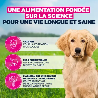 Eukanuba Premium Nutrition Puppy Large et Giant Breed agneau et riz