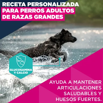 Eukanuba Premium Nutrition Adult Large & Giant Breed pollo