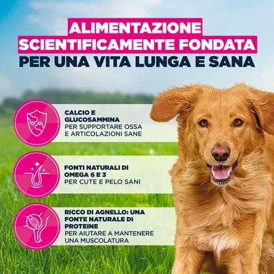 Eukanuba Premium Nutrition Adult Large & Giant Breed Agnello & Riso
