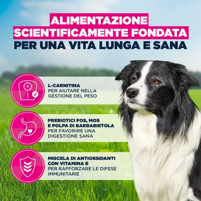 Eukanuba Premium Nutrition Senior Medium Breed Pollo