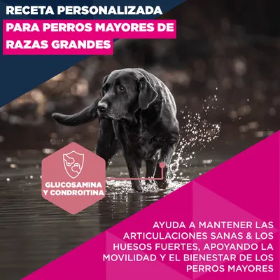 Eukanuba Premium Nutrition Senior Large & Giant Breed pollo