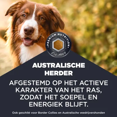 Australische Herder. Afgestemd op het actieve karakter van het ras, zodat het beweeglijk en energiek blijft. Ook geschikt voor Border Collies en Australische herdershonden. Australische Herder. Afgestemd op het actieve karakter van het ras, zodat het beweeglijk en energiek blijft. Ook geschikt voor Border Collies en Australische herdershonden.