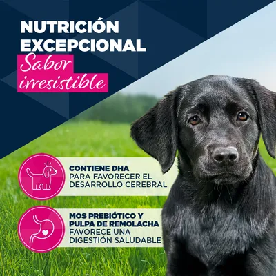 Eukanuba Puppy rico en cordero con patatas