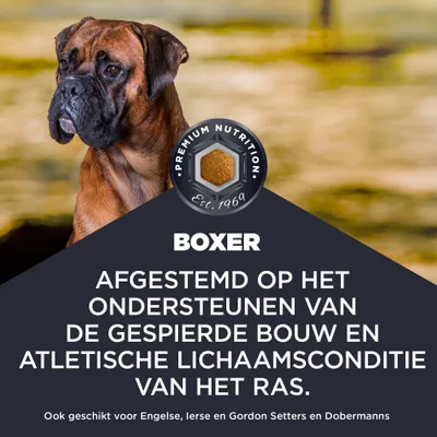 Premium Nutrition Est. 1969. Boxer. Afgestemd op de ondersteuning van de gespierde lichaamsbouw en de atletische conditie van het ras. Ook geschikt voor Setters en Dobermanns. Premium Nutrition Est. 1969. Boxer. Afgestemd op de ondersteuning van de gespierde lichaamsbouw en de atletische conditie van het ras. Ook geschikt voor Setters en Dobermanns.
