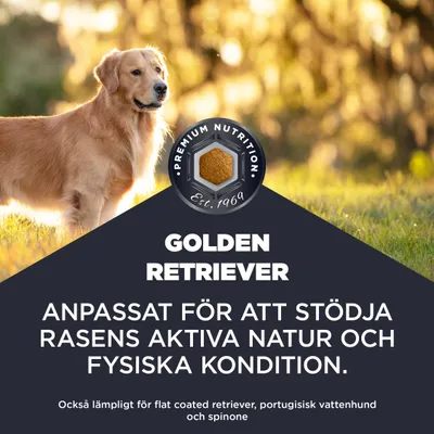 Golden Retriever. Anpassad för att stödja rasens aktiva natur och fysiska kondition. Även lämplig för flat coated retriever, portugisisk vattenhund och spinone.