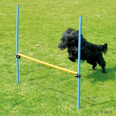Černý pes skáče přes agility překážku z modrých a žlutých plastových tyčí na trávníku.