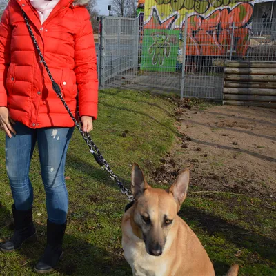 Person in a red jacket with a dog on a black and white lead outdoors. Background shows a fence and colourful graffiti.