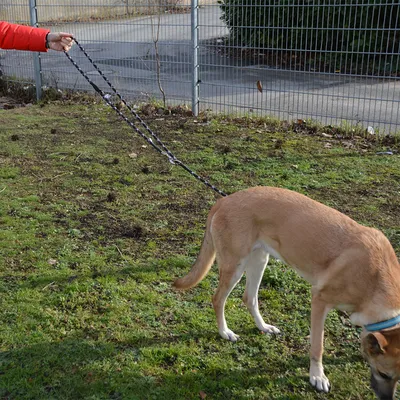 Dog on a black-and-white patterned lead, held by a person in a red jacket. Dog stands on green grass in front of a metal fence.