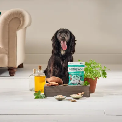 Dog sitting behind Forthglade Fresh Breath Soft Bites treats, surrounded by visible ingredients including oil, sweet potato, herbs and small bowls of powders and biscuits.