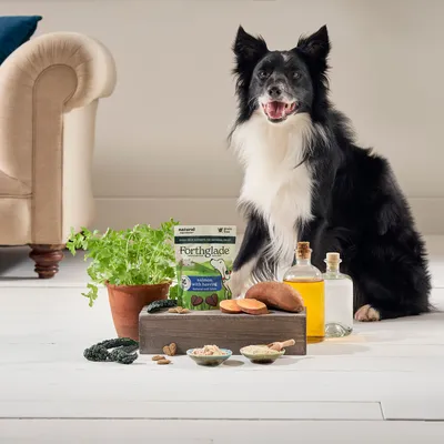 Dog sitting beside Forthglade salmon with herring food pack, fresh herbs, sweet potato, oil bottles, and small bowls of ingredients displayed in front.