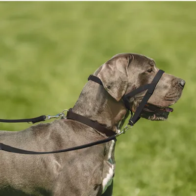 Veliki pas s crnom ogrlicom i povodcem za njušku, prikazano sa strane na travnatoj podlozi. Povodac je pričvršćen na ogrlicu oko vrata i njuške.