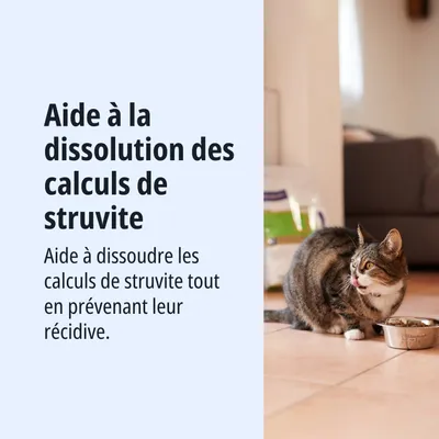 Aide à dissoudre les calculs de struvite et prévient leur réapparition. Le chat mange dans une gamelle. Aide à dissoudre les calculs de struvite et prévient leur réapparition. Le chat mange dans une gamelle.