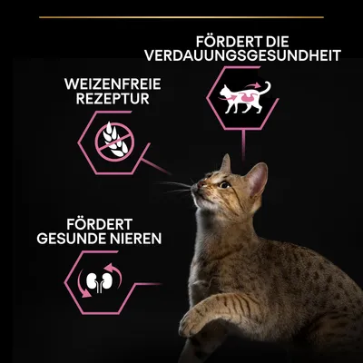Fördert die Verdauungsgesundheit, weizenfreie Rezeptur, fördert gesunde Nieren. Katze vor schwarzem Hintergrund mit pinken Symbolen.