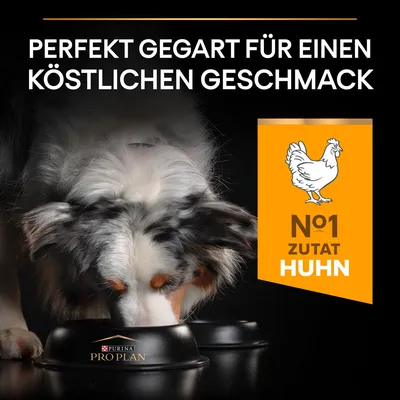 Perfekt gegart für köstlichen Geschmack. Purina Pro Plan, Nr. 1 Zutat Huhn. Hund frisst aus schwarzem Napf mit Markenlogo.
