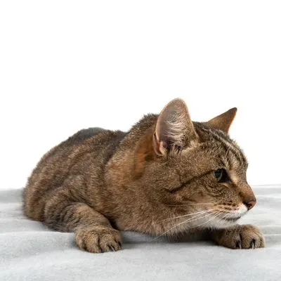 Heim kookvaste Deken