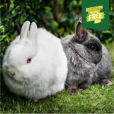 Two rabbits on grass, top right green seal with yellow inscription: 'Muesli Free Co. Stamping out selective feeding'.