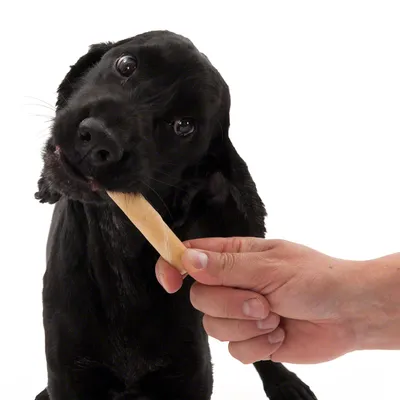 Chien noir recevant un bâton à mâcher tenu par une main humaine, sur fond blanc. Aucun emballage ou marque visible.
