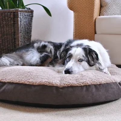 Hund liegt entspannt auf einem runden, zweifarbigen Hundebett mit weicher, beiger Liegefläche und braunem Rand in einem Wohnzimmer.