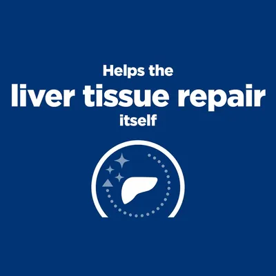 Helps the liver tissue repair itself felirat angolul, stilizált máj ikon csillagokkal kék háttéren