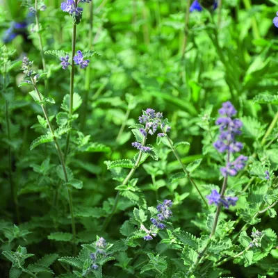 Close-up of green catnip plants with purple flowers, suitable for garden or pet supplies.