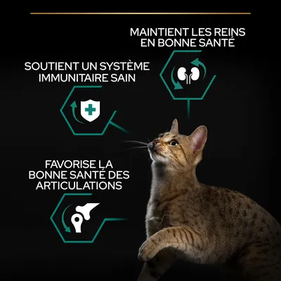 Soutient un système immunitaire sain, maintient les reins en bonne santé, favorise la bonne santé des articulations. Chat tigré visible en bas à droite.