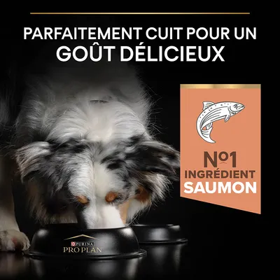 PARFAITEMENT CUIT POUR UN GOÛT DÉLICIEUX. N°1 INGRÉDIENT SAUMON. Chien mangeant dans une gamelle Purina Pro Plan.