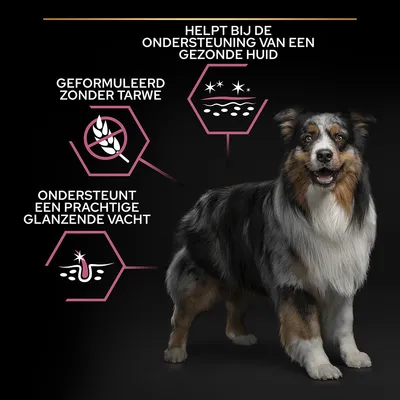 Helpt bij de ondersteuning van een gezonde huid, geformuleerd zonder tarwe, ondersteunt een prachtige glanzende vacht. Afbeelding van een hond met tekst en iconen.