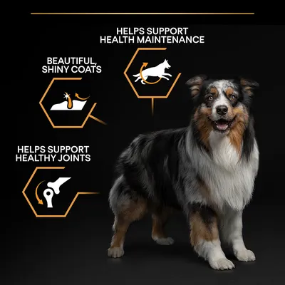 Image showing benefits: helps support health maintenance, beautiful shiny coats, and helps support healthy joints, with icons illustrating each feature next to a standing animal.