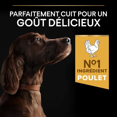 Texte : Parfaitement cuit pour un goût délicieux. Encadré : N°1 ingrédient poulet avec dessin de poule. Chien brun à collier visible sur fond noir.