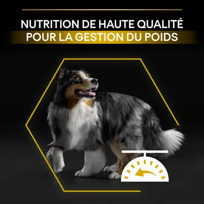 NUTRITION DE HAUTE QUALITÉ POUR LA GESTION DU POIDS, texte en haut ; chien debout dans un hexagone jaune avec icône de balance stylisée en bas à droite.