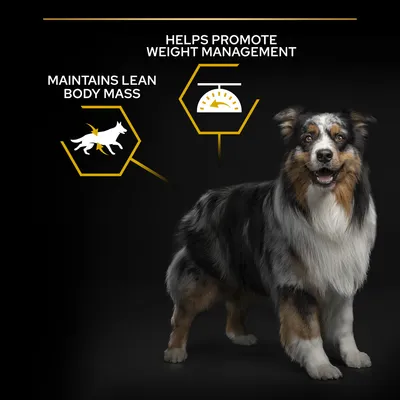 Hund ved siden af grafiske elementer med teksten 'MAINTAINS LEAN BODY MASS' og 'HELPS PROMOTE WEIGHT MANAGEMENT', samt illustration af hund og vægt.