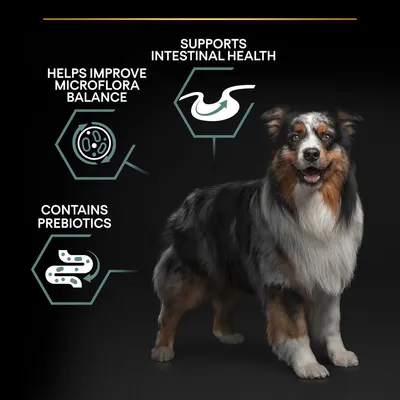 Koiran vieressä englanninkieliset tekstit: supports intestinal health, helps improve microflora balance, contains prebiotics. Mukana suolistoa ja mikrobitasapainoa kuvaavat symbolit.