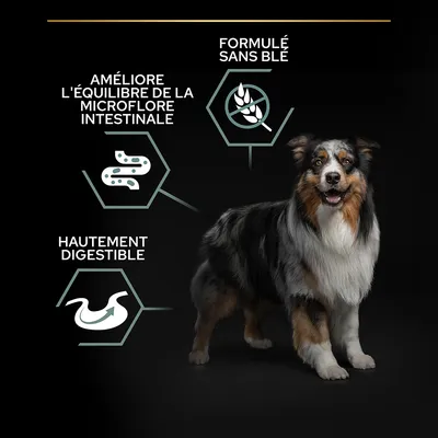 Chien avec trois textes : formulé sans blé, améliore l’équilibre de la microflore intestinale, hautement digestible. Illustrations associées à chaque texte.
